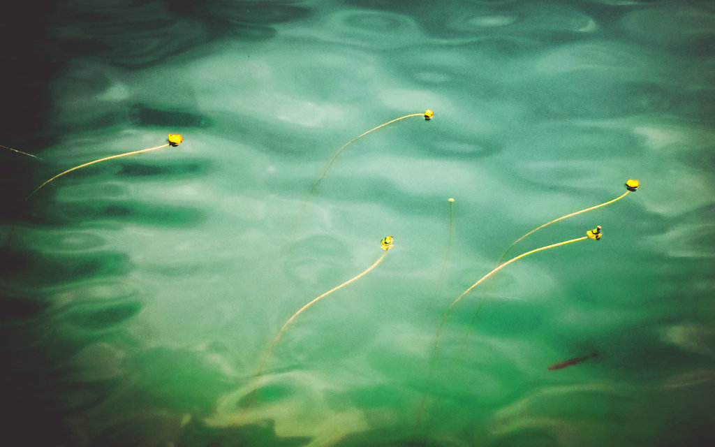 drowned in dreams